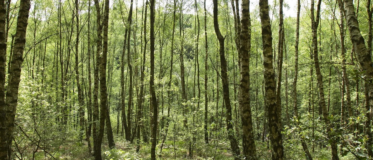 Wald in Kürten Ein dichter Birkenwald im Sommer, Sonnenlicht durchflutet das Blätterdach und den Waldboden.