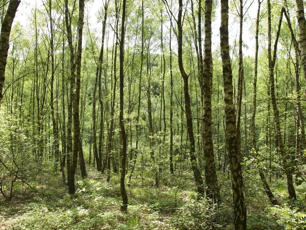 Wald in Kürten Ein dichter Birkenwald im Sommer, Sonnenlicht durchflutet das Blätterdach und den Waldboden.