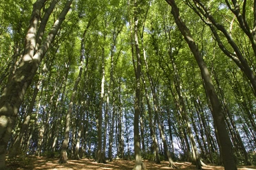 Wald im Bergischen Blick in einen dichten Buchenwald mit hohen, geraden Bäumen bei Tageslicht.</p>