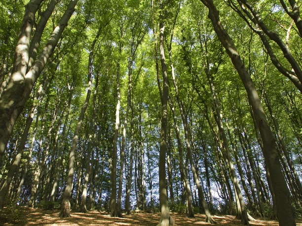 Wald im Bergischen Blick in einen dichten Buchenwald mit hohen, geraden Bäumen bei Tageslicht.</p>