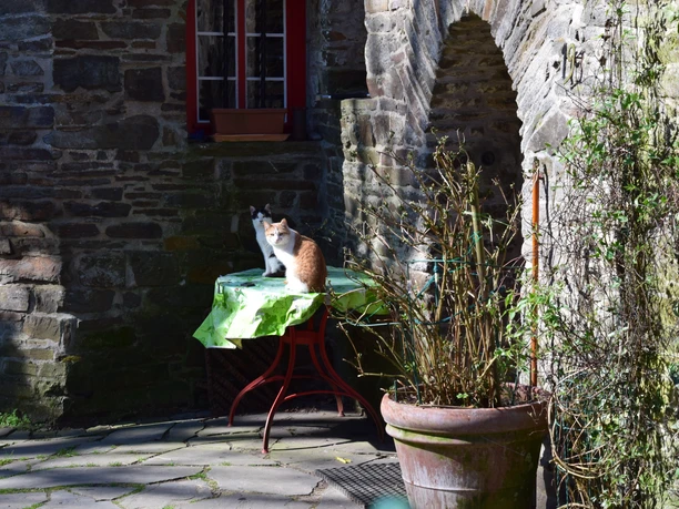 Burghaus Volperhausen Katze sitzt auf einem Tisch vor einer Steinmauer in sonnigem Innenhof.