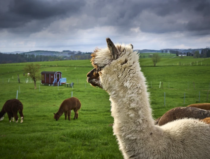 Alpakafarm Inti Alpakafarm Inti