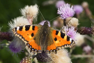 Schmetterling Ein kleiner Fuchs Schmetterling sitzt auf einer blühenden Distel im Grünen.
