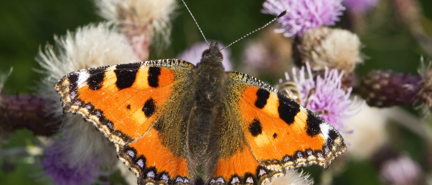 Schmetterling Ein kleiner Fuchs Schmetterling sitzt auf einer blühenden Distel im Grünen.