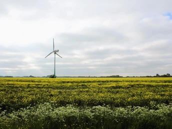 Raps und Windenergie in der Westermarsch
