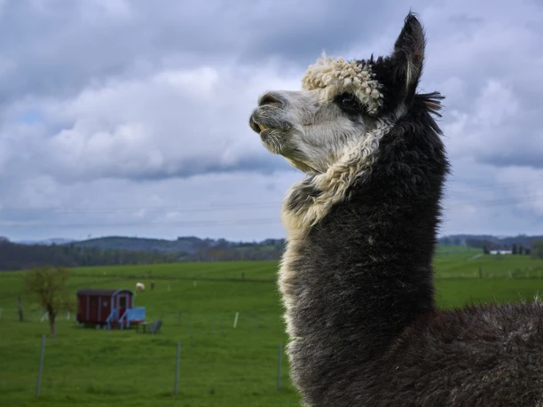 Alpakafarm Inti Alpakafarm Inti