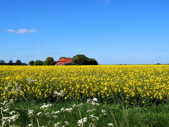 Gulfhof und Raps in der Ostermarsch