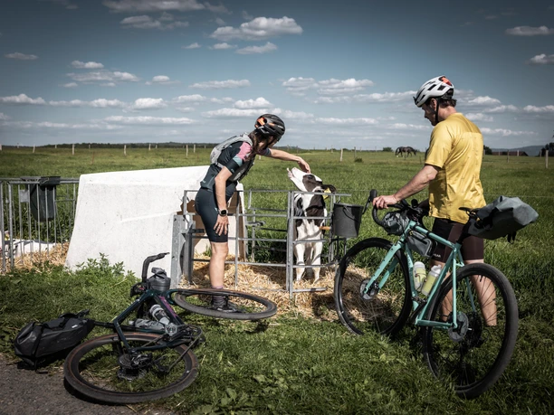 Zwei Gravelbiker auf dem RockHead am Milchhof Fiedler Zwei Radfahrer in Sportkleidung stehen auf einer Wiese; eine Person streichelt ein Kalb im Gatter, während die andere neben einem türkisfarbenen Fahrrad steht.