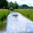 Weserauen Große Aue Naherholungsgebiet Breiter Flussabschnitt mit Enten, umgeben von saftigen Wiesen und grünen Bäumen unter blauem Himmel.