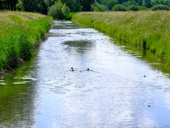 Weserauen Große Aue Naherholungsgebiet Breiter Flussabschnitt mit Enten, umgeben von saftigen Wiesen und grünen Bäumen unter blauem Himmel.