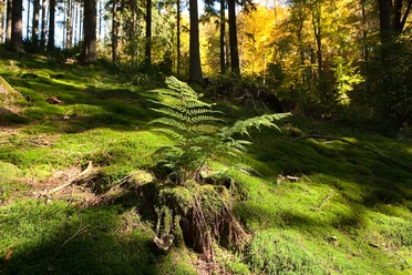 Farn <p>Ein Farn wächst in einem sonnenbeschienenen moosbedeckten Wald mit Herbstlaub im Hintergrund.</p>