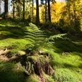 Farn <p>Ein Farn wächst in einem sonnenbeschienenen moosbedeckten Wald mit Herbstlaub im Hintergrund.</p>