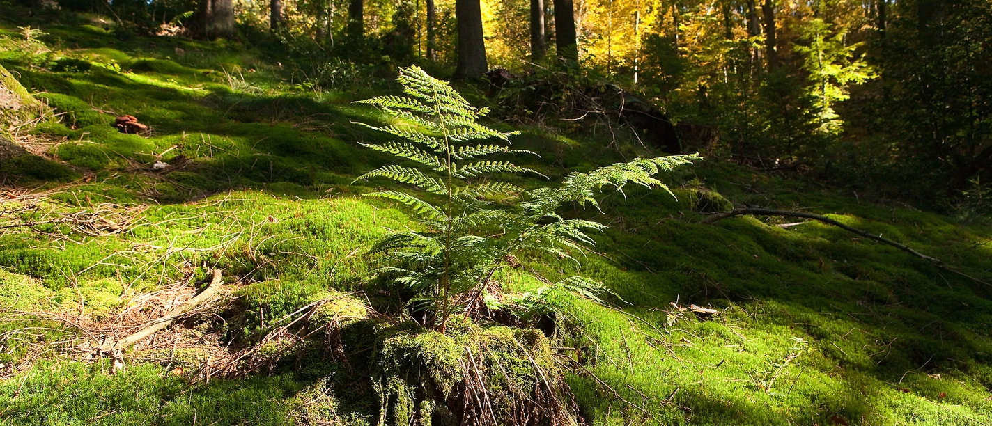 Farn <p>Ein Farn wächst in einem sonnenbeschienenen moosbedeckten Wald mit Herbstlaub im Hintergrund.</p>
