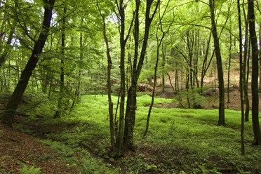 Waldschlucht Wald mit dichtem grünem Laub, schlanken Bäumen und am Boden liegendem Holzstapel im Hintergrund.