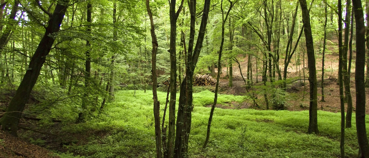 Waldschlucht Wald mit dichtem grünem Laub, schlanken Bäumen und am Boden liegendem Holzstapel im Hintergrund.