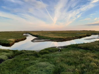 Salzwiesen St. Peter-Ording