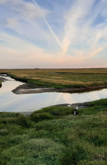 Salzwiesen St. Peter-Ording