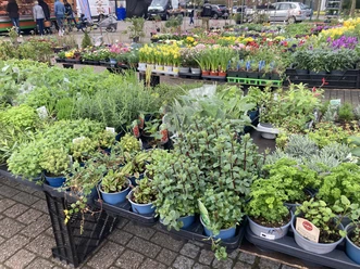 Wochenmarkt_Rhauderfehn_Blumen_IMG_4835.JPG Mehrere Tische mit verschiedenen Topfpflanzen und Kräutern auf einem Markt im Freien.