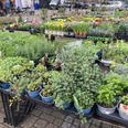 Wochenmarkt_Rhauderfehn_Blumen_IMG_4835.JPG Mehrere Tische mit verschiedenen Topfpflanzen und Kräutern auf einem Markt im Freien.