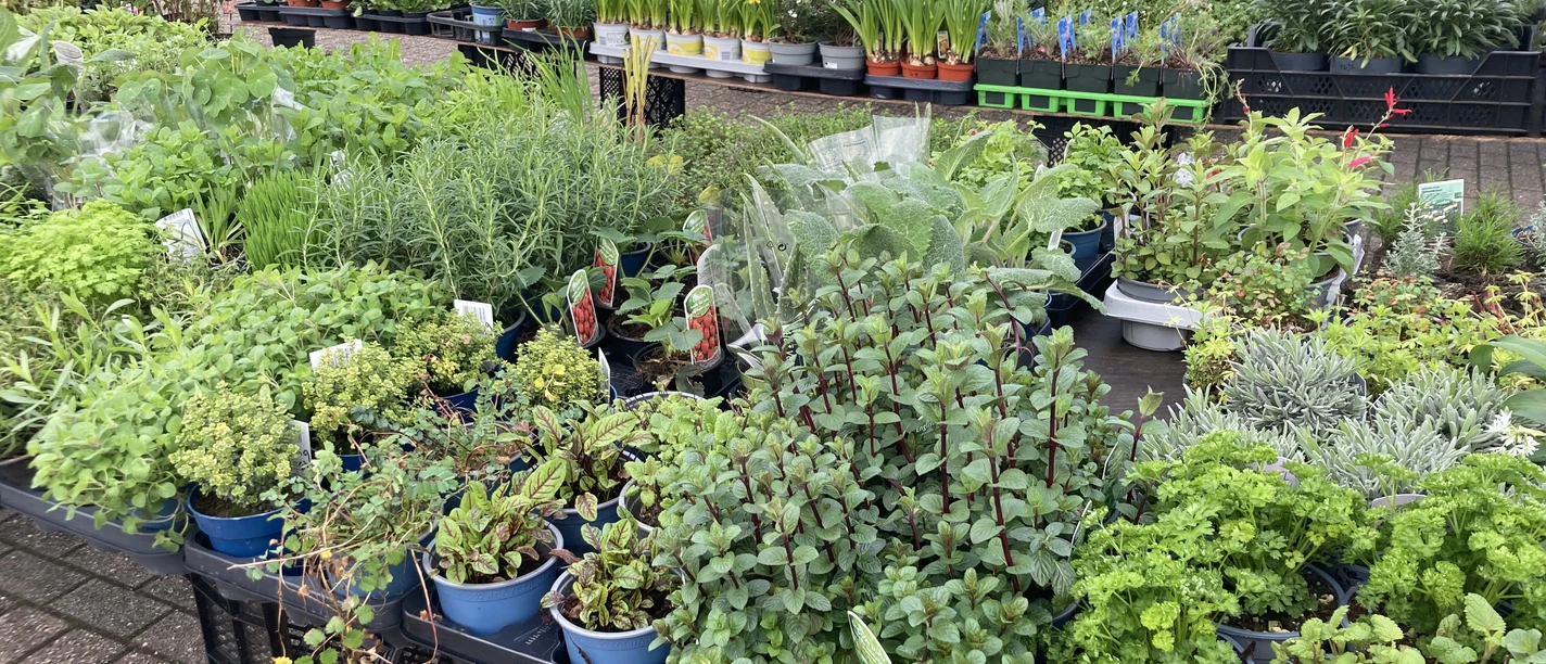 Wochenmarkt_Rhauderfehn_Blumen_IMG_4835.JPG Mehrere Tische mit verschiedenen Topfpflanzen und Kräutern auf einem Markt im Freien.