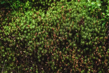 Moos im Nationalpark Schwarzwald