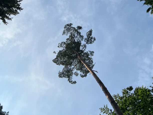 RI15 Schullandheim Route Riesiger Baum