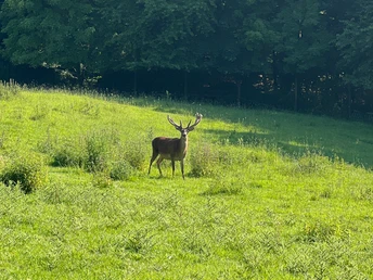 RI17 Friedrichswald Route Hirsch