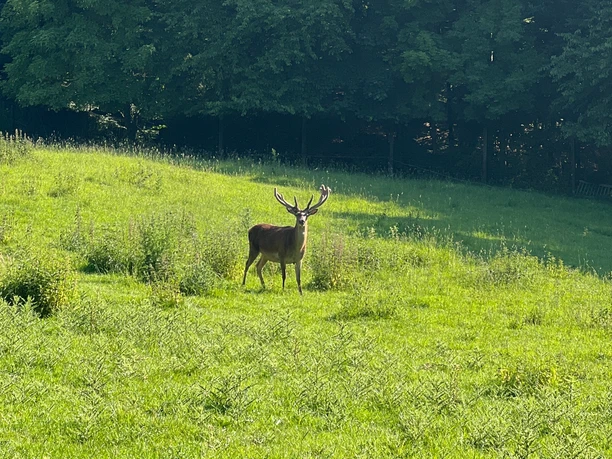 RI17 Friedrichswald Route Hirsch