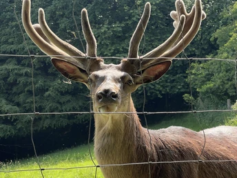 RI17 Friedrichswald Route Hirsch