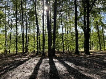 Lichteinfall im dichten Wald bei Sonnenuntergang, Bäume werfen lange Schatten auf den Boden.