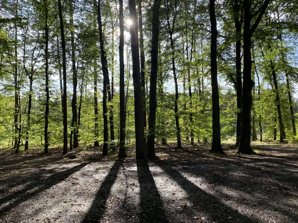 Waldblick Patthorster Hexenpatt Lichteinfall im dichten Wald bei Sonnenuntergang, Bäume werfen lange Schatten auf den Boden.
