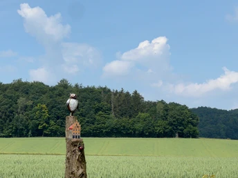 RI18 Friedrichsburg Route Eule auf Holzpfal