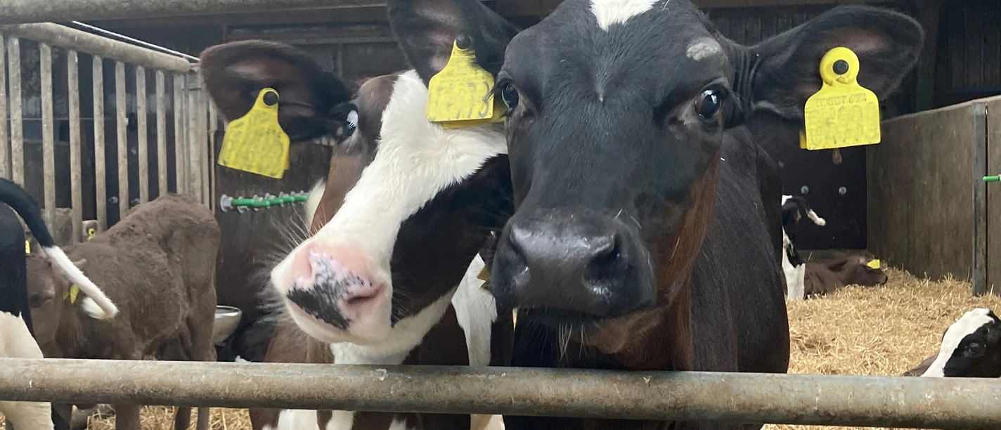 Kälbchen auf dem Bauernhof