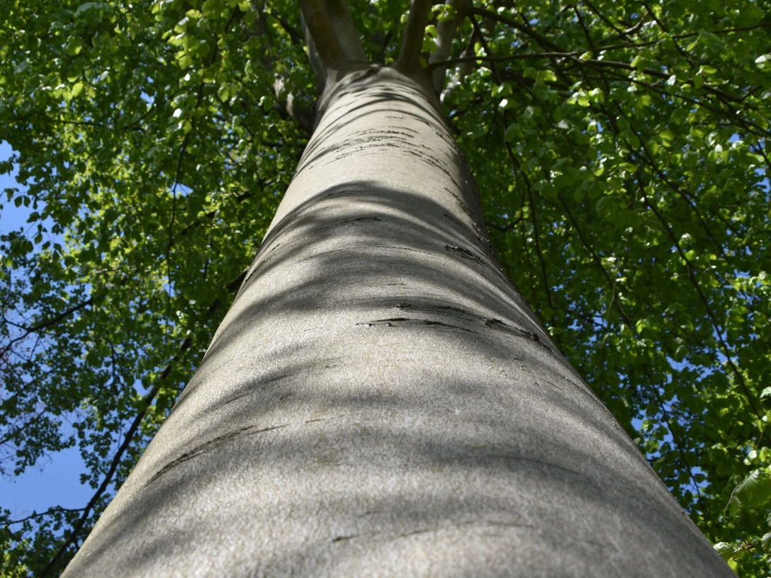 Baumstamm | Paderborner Land Baumstamm | Paderborner Land