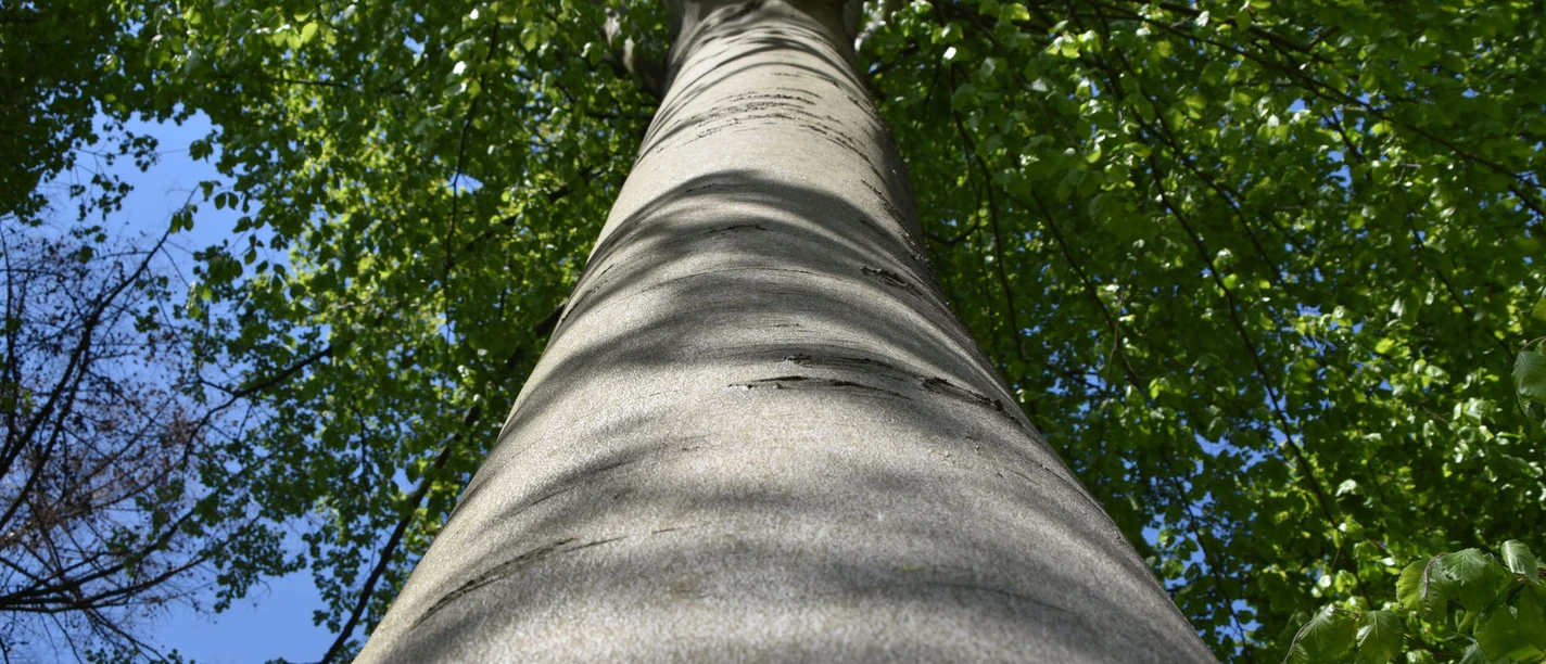 Baumstamm | Paderborner Land Baumstamm | Paderborner Land