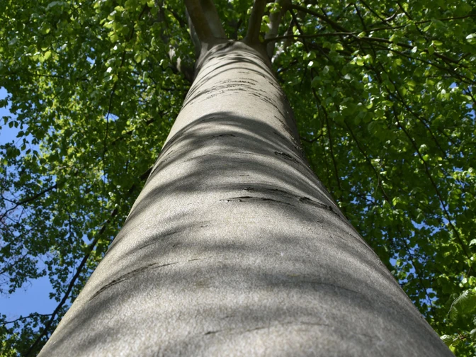 Baumstamm | Paderborner Land Baumstamm | Paderborner Land