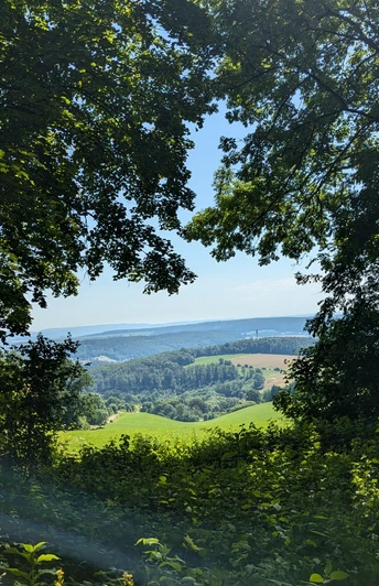 Ausblick auf dem Burgweg Blick durch dichten Wald auf grüne Hügel und Felder bei klarem Sommerhimmel.
