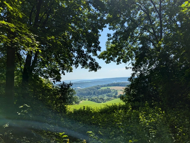 Ausblick auf dem Burgweg Blick durch dichten Wald auf grüne Hügel und Felder bei klarem Sommerhimmel.
