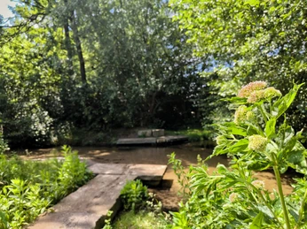 Eine natürliche Bachverzweigung mit Holzsteg und umgebender grüner Vegetation im Sonnenlicht.