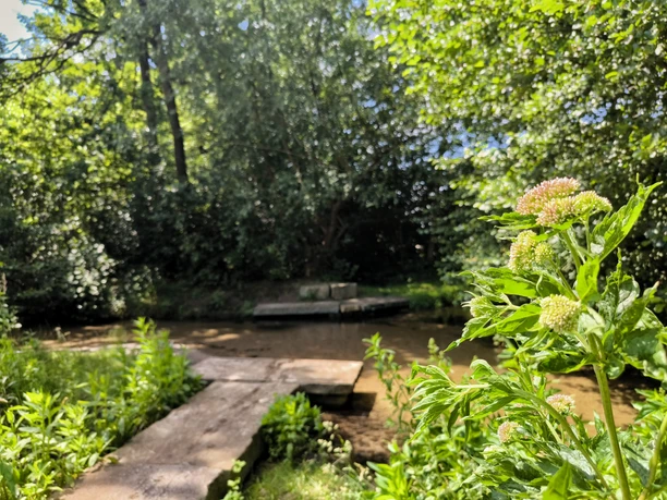 Eine natürliche Bachverzweigung mit Holzsteg und umgebender grüner Vegetation im Sonnenlicht.
