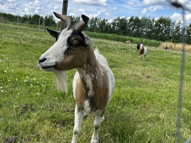 Hof Pleus-Pigstop, Bawinkel ©Emsland Tourismus GmbH (11).JPEG Eine braun-weiße Ziege steht auf einer grünen Wiese, im Hintergrund weitere Ziegen und blauer Himmel.
