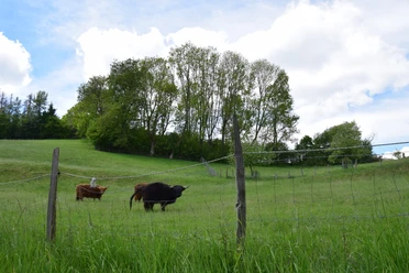 Büffel auf der Weide Weide mit Highland-Rindern, umgeben von grüner Landschaft und Bäumen, unter blauem Himmel in Gummersbach.