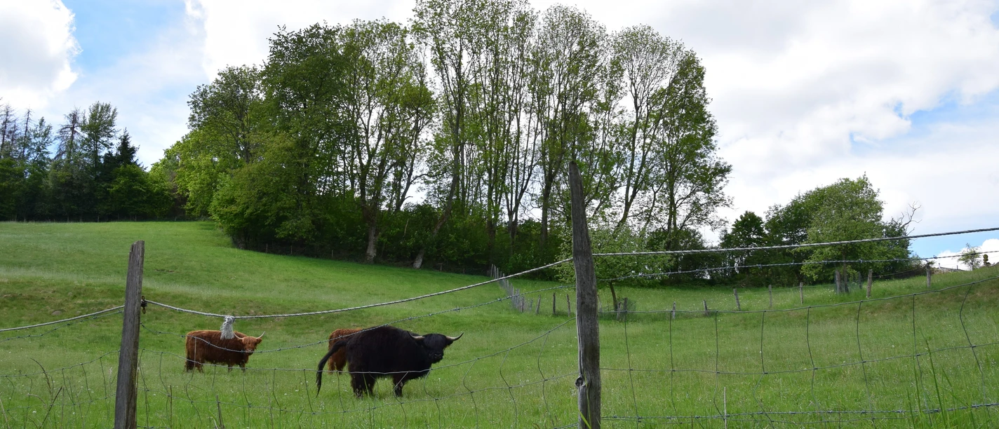 Weide mit Highland-Rindern, umgeben von grüner Landschaft und Bäumen, unter blauem Himmel in Gummersbach.