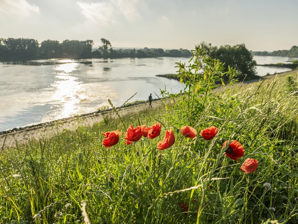 Dijk aan de Elbe in Stove Dijk aan de Elbe in Stove