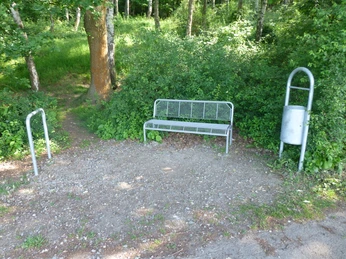 Eine ruhige Sitzbank in einem Waldstück, umgeben von heimischen Bäumen und dichter Vegetation.