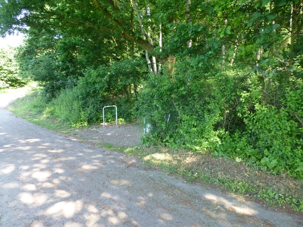 Ein schattiger Waldweg mit unbefestigten Pfaden, gesäumt von dichtem Laubwerk und hohen Bäumen.