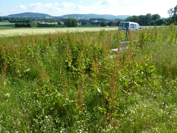 Grüne Wiese mit wuchernden Pflanzen, Parkbank, und ein Auto im Hintergrund vor einer Hügellandschaft.