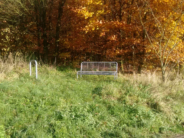 Eine einsame Parkbank steht in einem herbstlichen Wald mit leuchtend orangefarbenen Blättern.