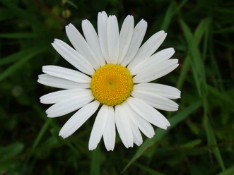 Blume am Wegesrand Eine einzelne weiße Gänseblümchenblüte mit gelbem Zentrum vor grünem Hintergrund.