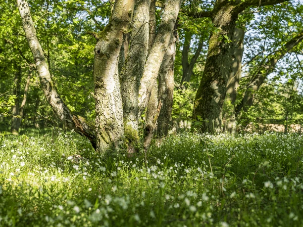 Stelle archaeological trail Stelle archaeological trail